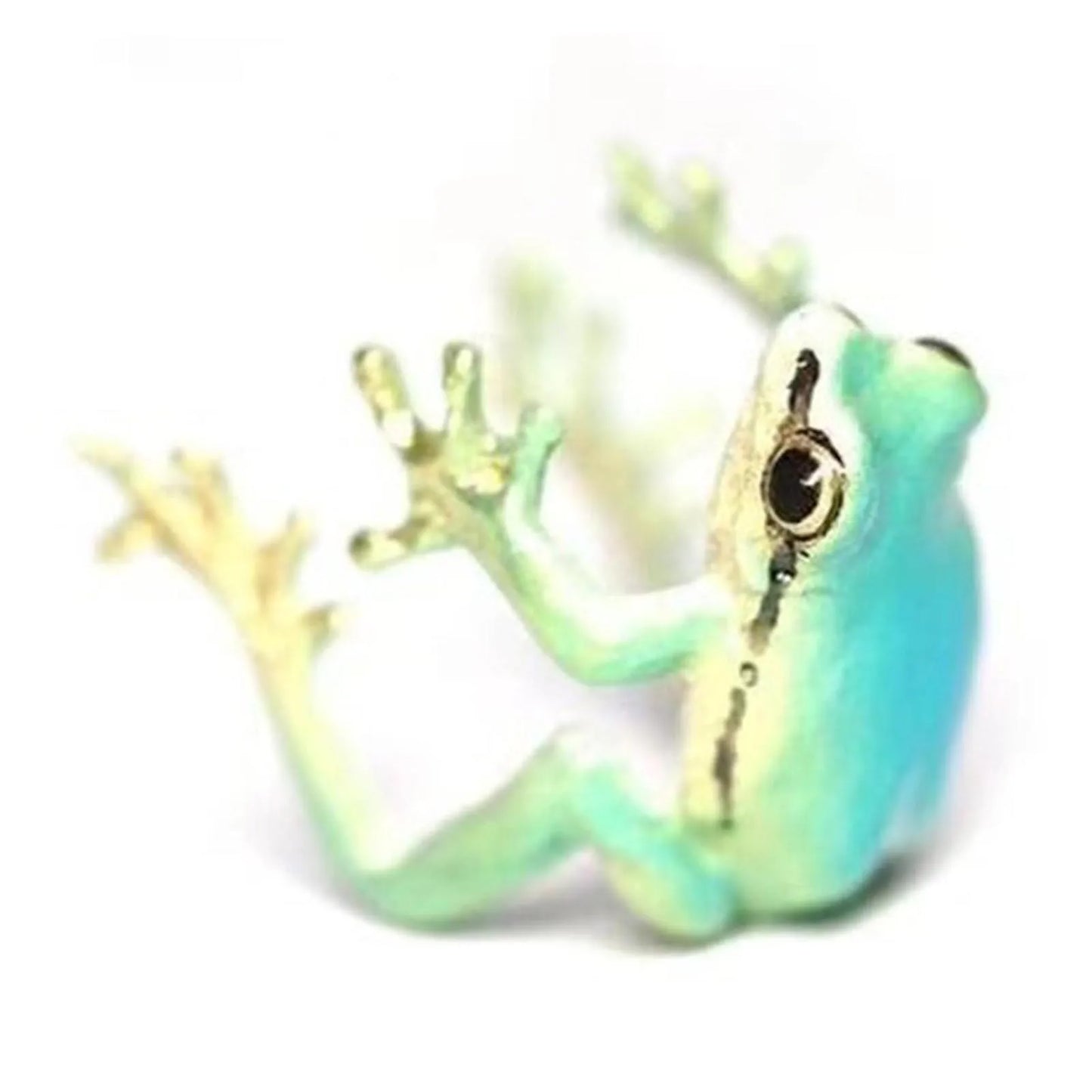 Green Tree Frog Jewelry